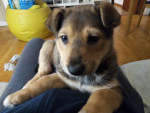 ¡Hola soy Cooper!